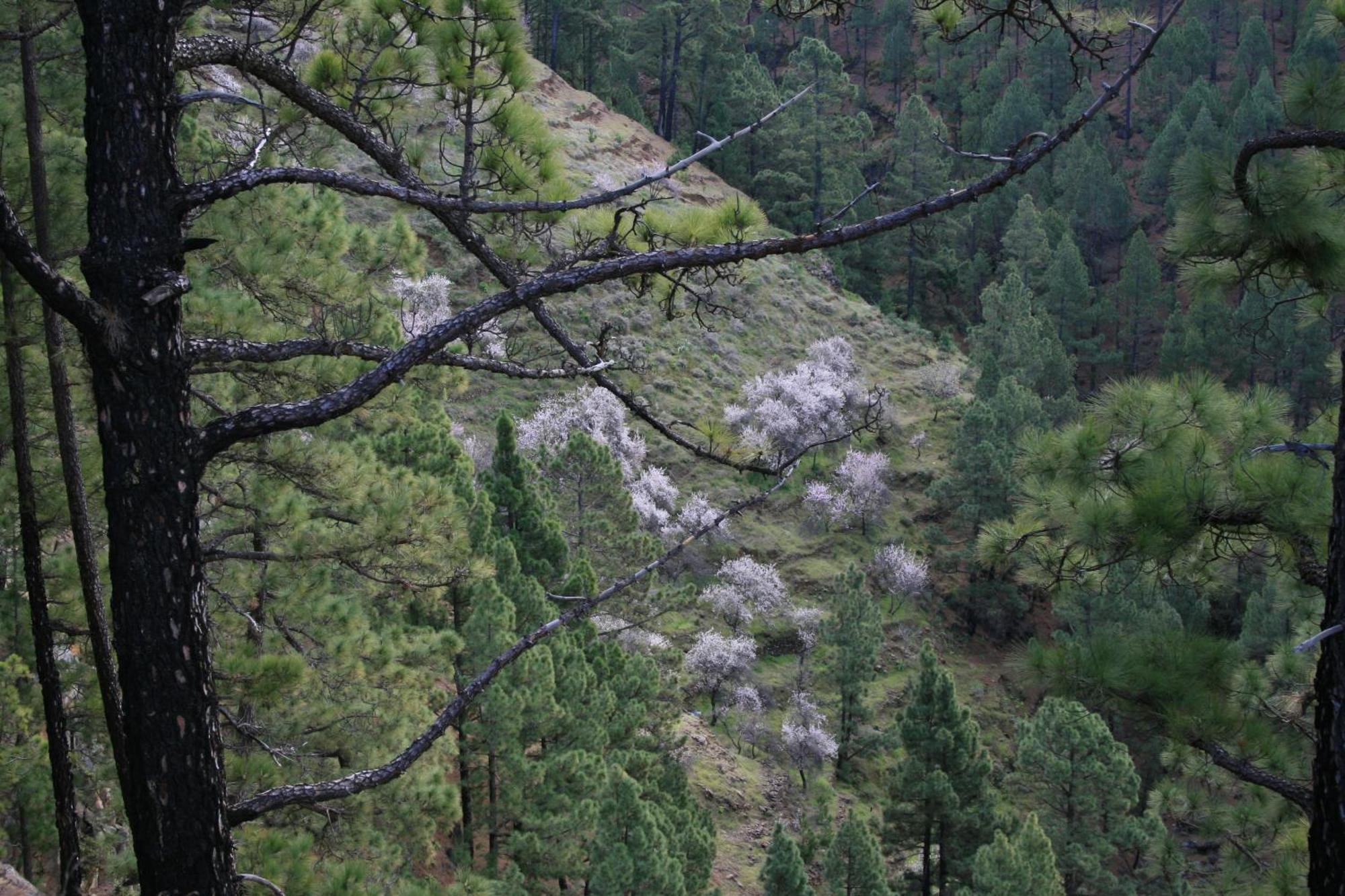 Casa Rural El Riachuelo Garafía المظهر الخارجي الصورة